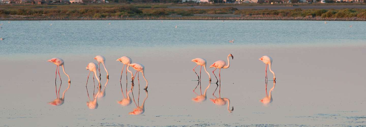 Voyages Rubio - Voyages de groupe - Test2018 Provence – Camargue
