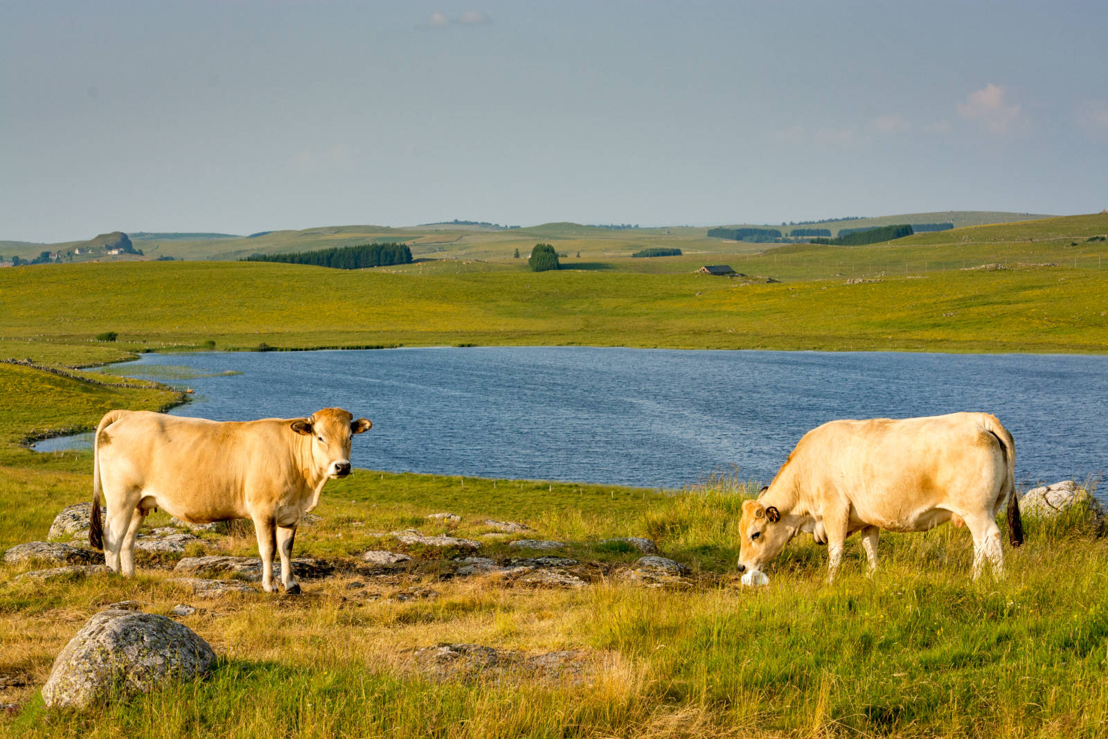 Voyages Rubio - Voyages de groupe - FLEURS D’AUBRAC 2021
