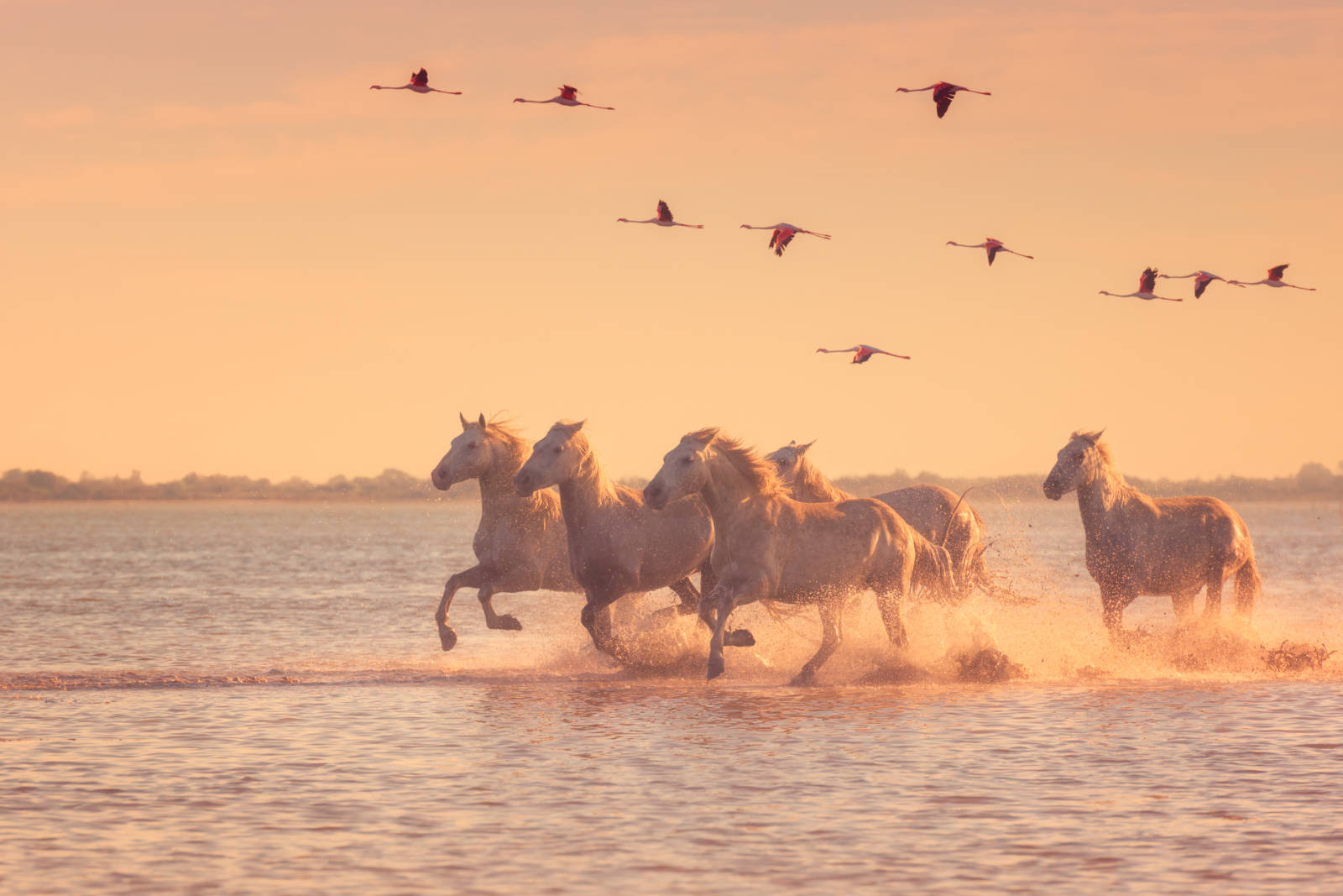 Voyages Rubio - Voyages de groupe - ESCAPADE EN CAMARGUE 2021