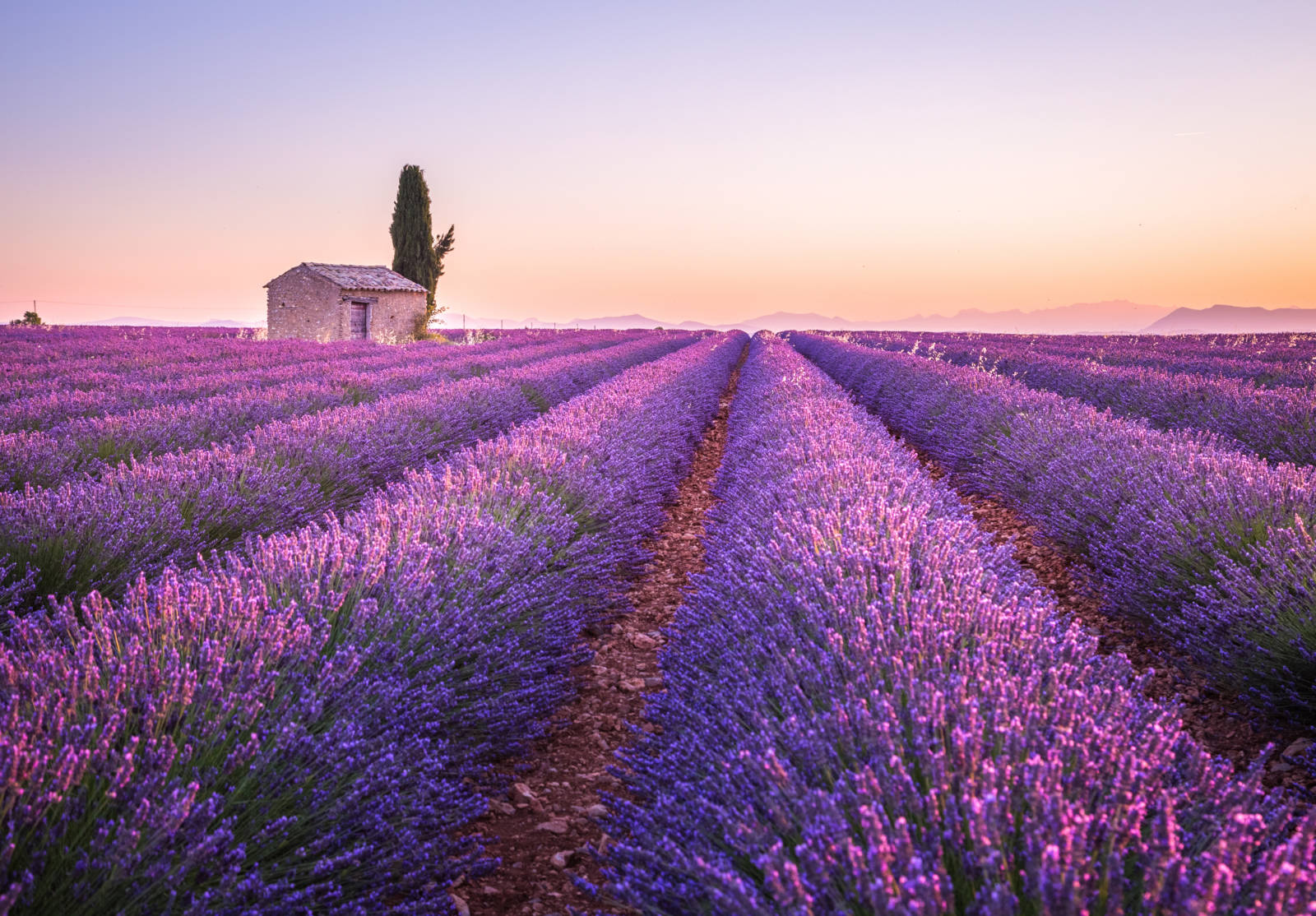 Voyages Rubio - Voyages de groupe - NOUVEAUTE LES PARFUMS DE LAVANDE 2021 !!