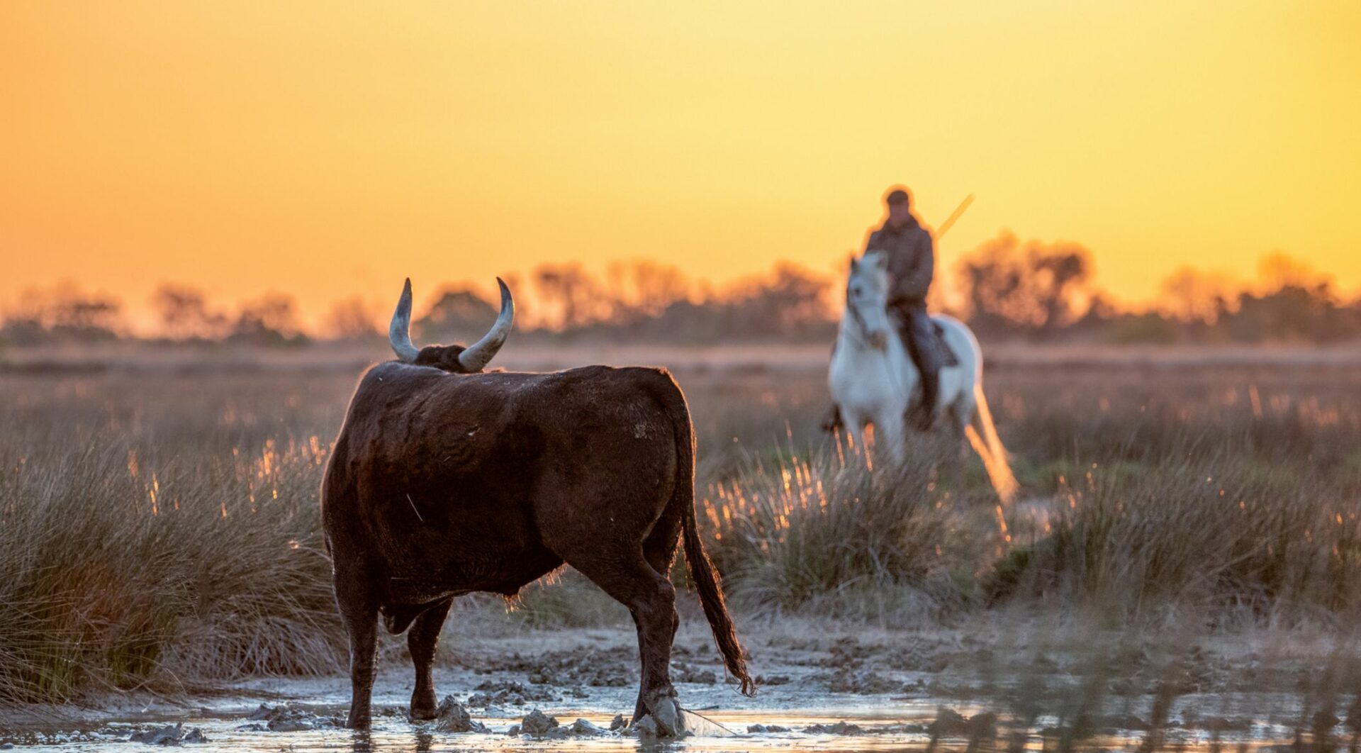 Au cœur de la Camargue Au cœur de la Camargue