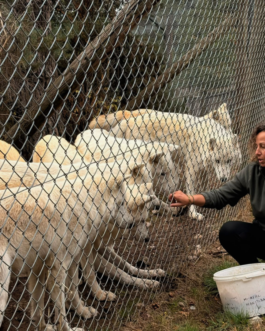 Découverte du parc des loups du Gévaudan